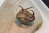 Kingaspidoides spinirecurvatus - cambrian - jbel Saghro - morocco