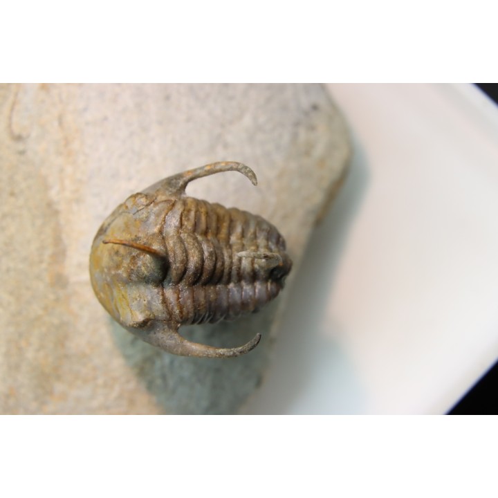 Kingaspidoides spinirecurvatus - cambrian - jbel Saghro - morocco