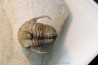 Kingaspidoides spinirecurvatus - cambrian - jbel Saghro - morocco