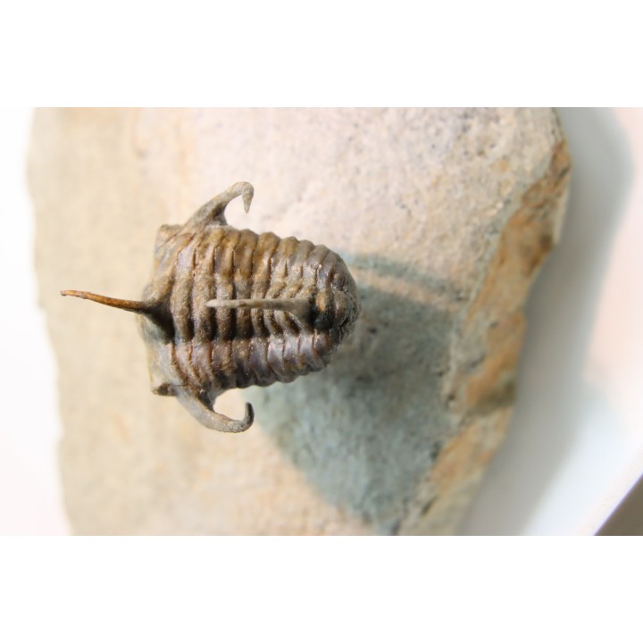 Kingaspidoides spinirecurvatus - cambrian - jbel Saghro - morocco