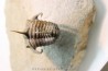Kingaspidoides spinirecurvatus - cambrian - jbel Saghro - morocco