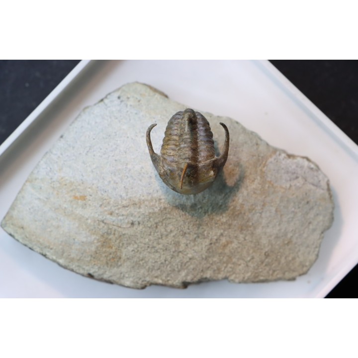 Kingaspidoides spinirecurvatus - cambrian - jbel Saghro - morocco
