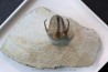 Kingaspidoides spinirecurvatus - cambrian - jbel Saghro - morocco