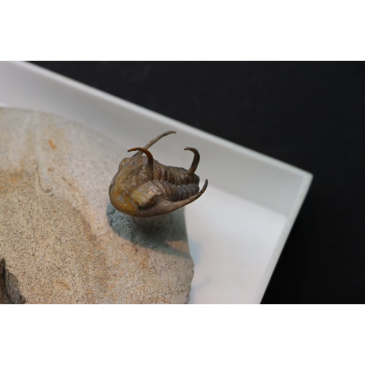 Kingaspidoides spinirecurvatus - cambrien - jbel Saghro - maroc