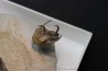 Kingaspidoides spinirecurvatus - cambrian - jbel Saghro - morocco
