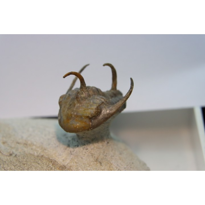 Kingaspidoides spinirecurvatus - cambrien - jbel Saghro - maroc