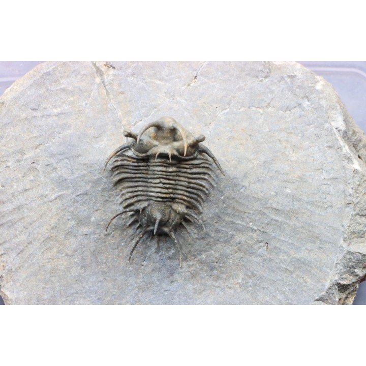 Ceratarges koumalii