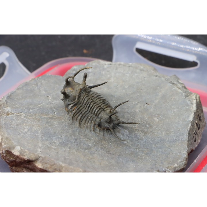 Ceratarges koumalii