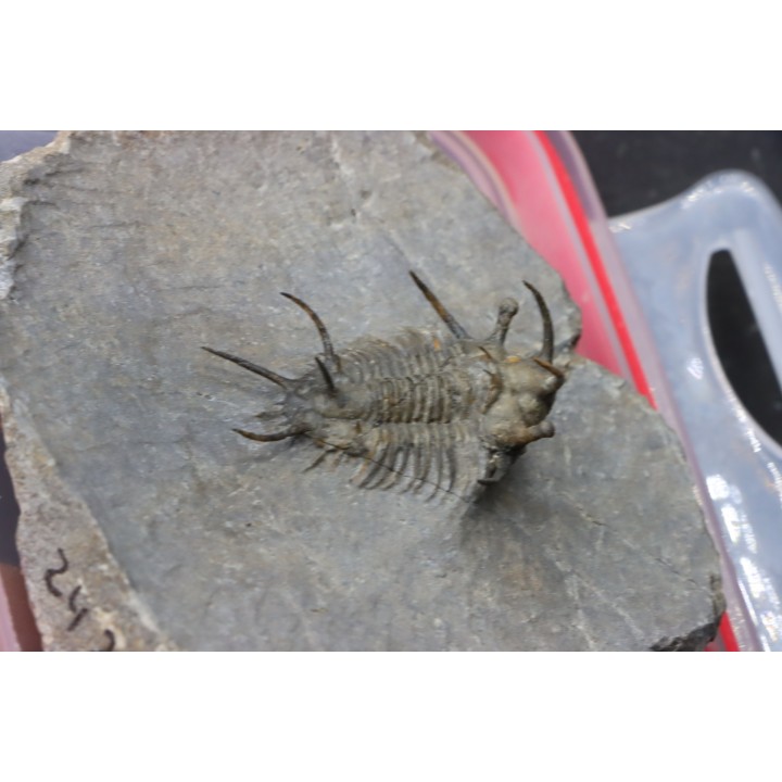 Ceratarges koumalii