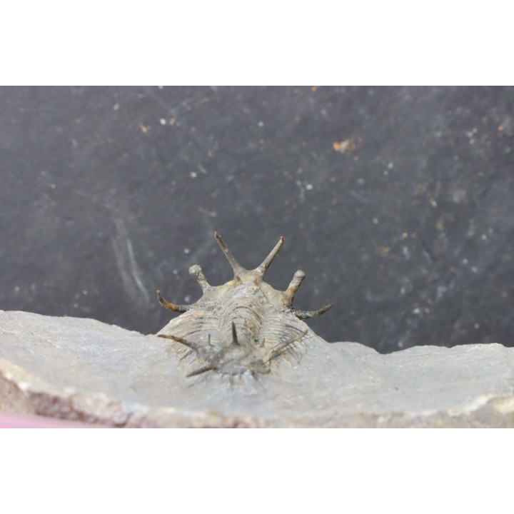 Ceratarges koumalii