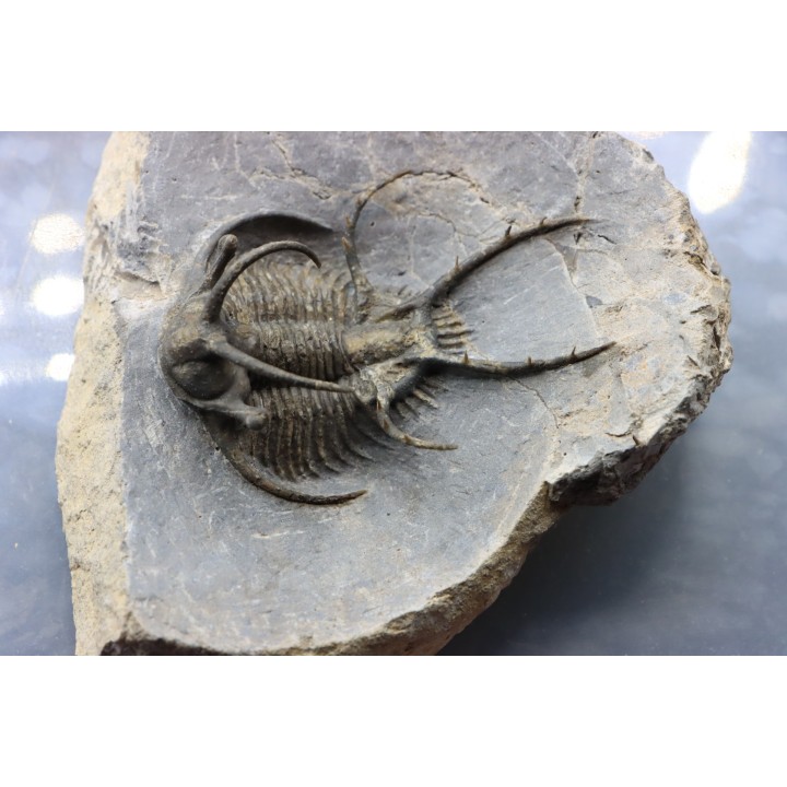 Ceratarges zirengensis - jbel Oufatene