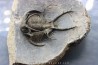 Ceratarges zirengensis - jbel Oufatene