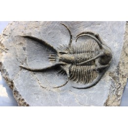 Ceratarges zirengensis - jbel Oufatene