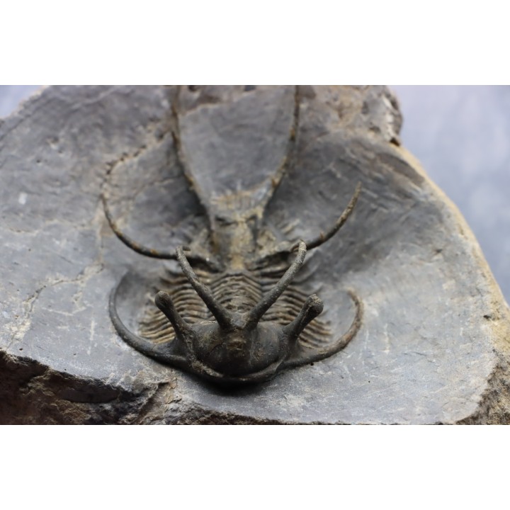 Ceratarges zirengensis - jbel Oufatene