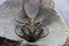 Ceratarges zirengensis - jbel Oufatene