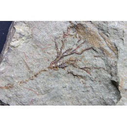 locrinus sp - Ordovicien - fezouata
