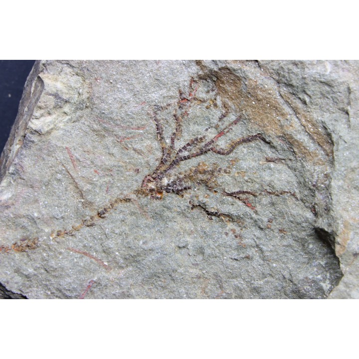 locrinus sp - Ordovicien - fezouata