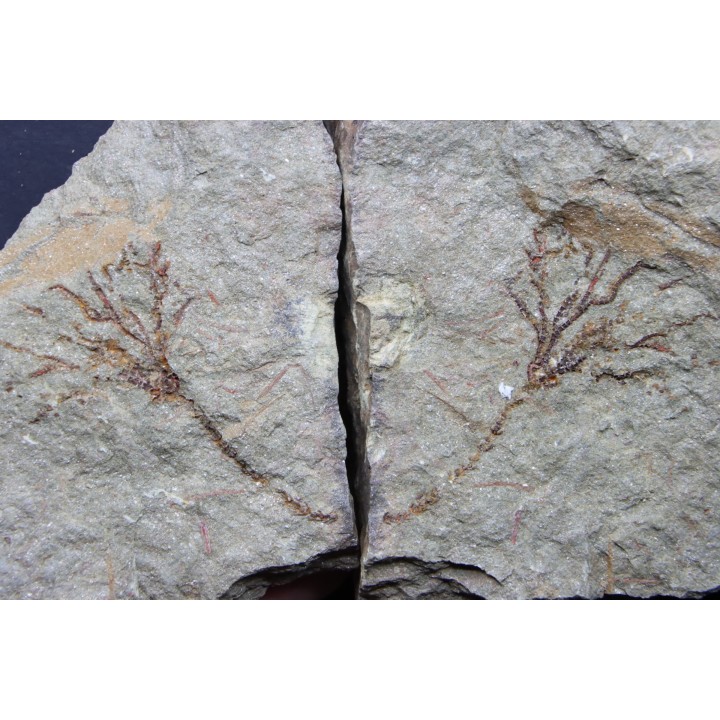 locrinus sp. - Ordovician - fezouata