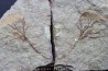 locrinus sp. - Ordovician - fezouata