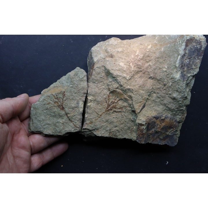 locrinus sp - Ordovicien - fezouata
