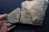 locrinus sp - Ordovicien - fezouata