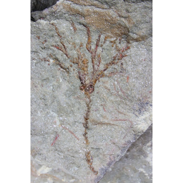 locrinus sp. - Ordovician - fezouata