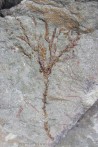 locrinus sp. - Ordovician - fezouata