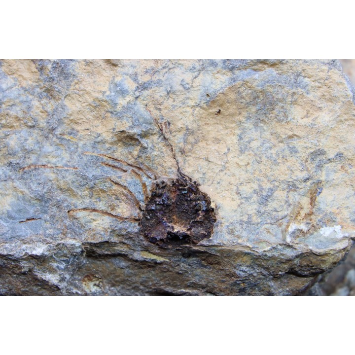 Alanisicystis nov. sp. - Cambrian - Issafen - Morocco