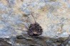 Alanisicystis nov. sp. - Cambrien - Issafen Maroc