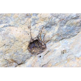 Alanisicystis nov. sp. - Cambrian - Issafen - Morocco