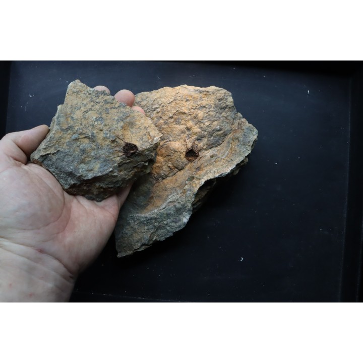 Alanisicystis nov. sp. - Cambrian - Issafen - Morocco
