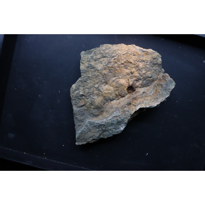 Alanisicystis nov. sp. - Cambrian - Issafen - Morocco