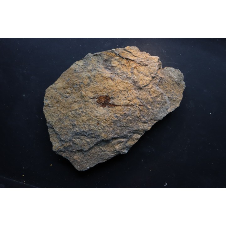 carpoides dendrocystites - ordovician - El Kaid Erami, Morocco