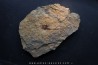 carpoides dendrocystites - ordovician - El Kaid Erami, Morocco