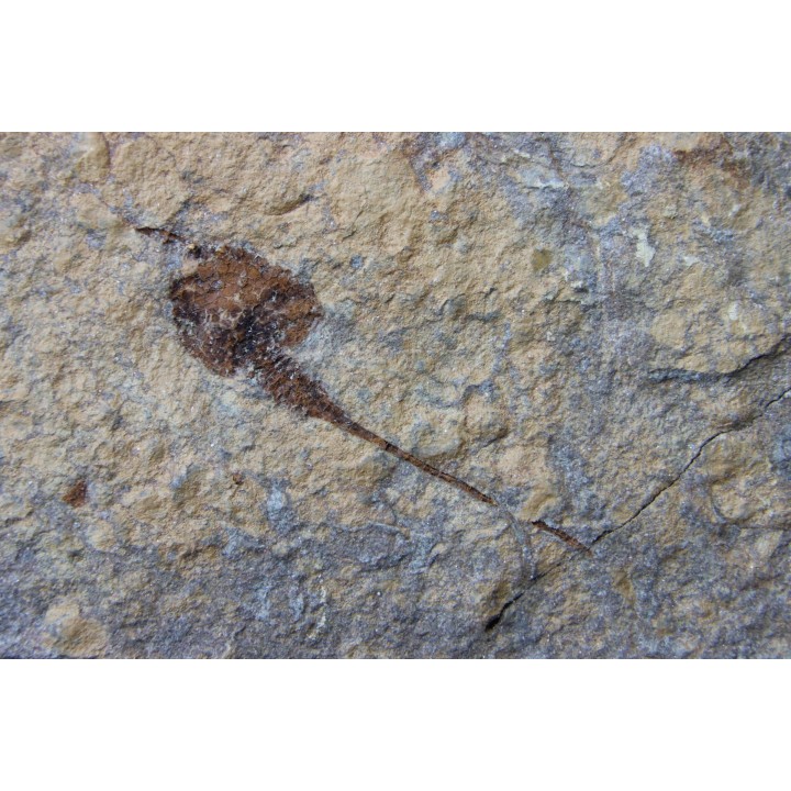 carpoides dendrocystites - ordovician - El Kaid Erami, Morocco