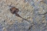 carpoides dendrocystites - ordovicien -El Caid Rami, Maroc
