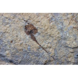 carpoides dendrocystites - ordovicien -El Caid Rami, Maroc