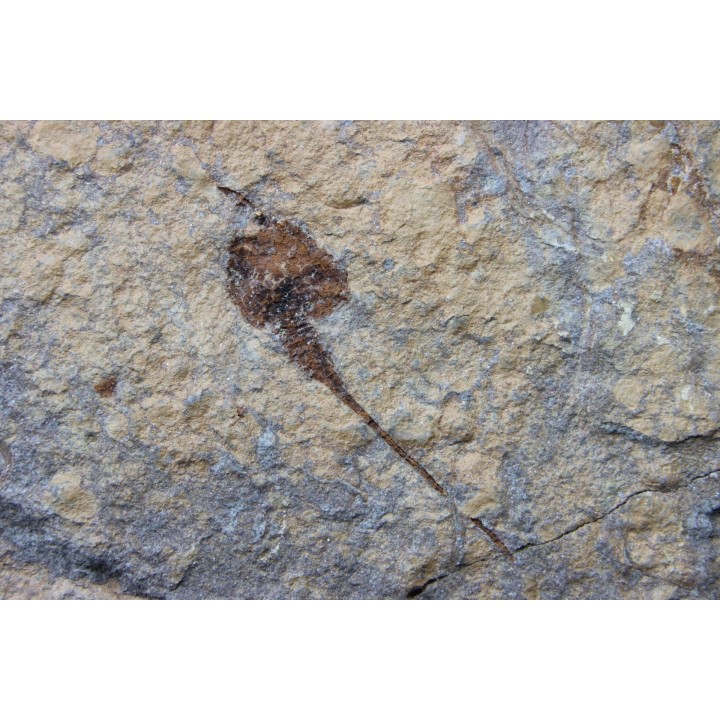 carpoides dendrocystites - ordovician - El Kaid Erami, Morocco