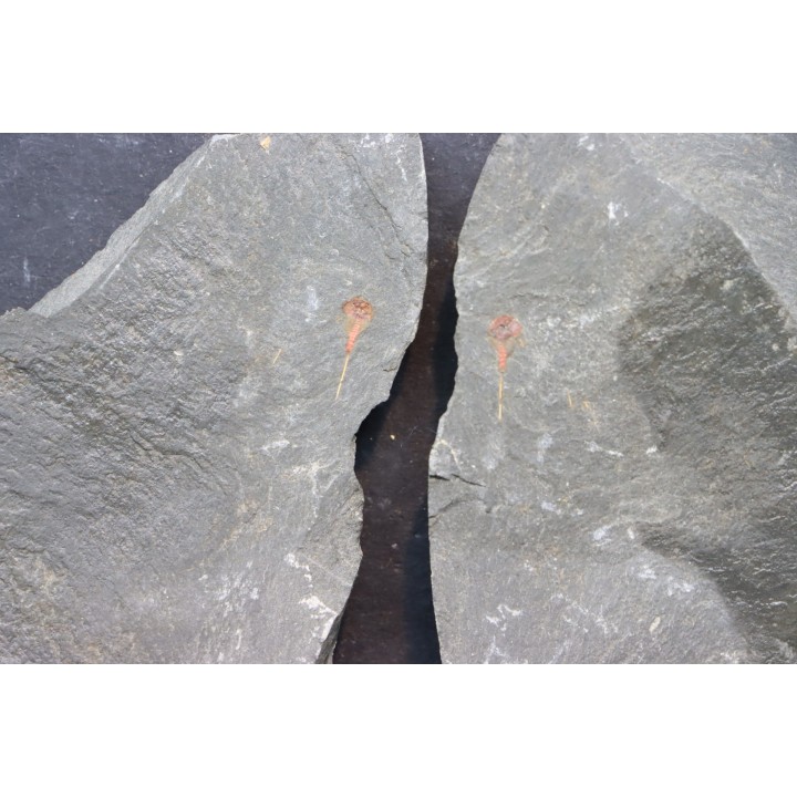 Xiphosuride ind. - Ordovician - Fezouata formation