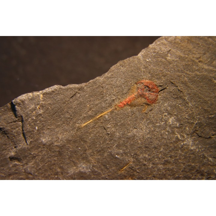 Xiphosuride ind. - Ordovicien - Fezouata formation