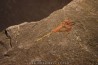 Xiphosuride ind. - Ordovician - Fezouata formation
