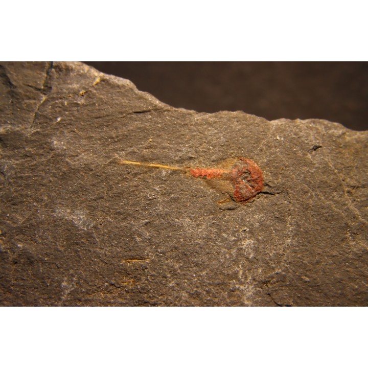 Xiphosuride ind. - Ordovicien - Fezouata formation
