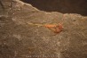 Xiphosuride ind. - Ordovicien - Fezouata formation
