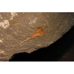 Xiphosuride ind. - Ordovicien - Fezouata formation