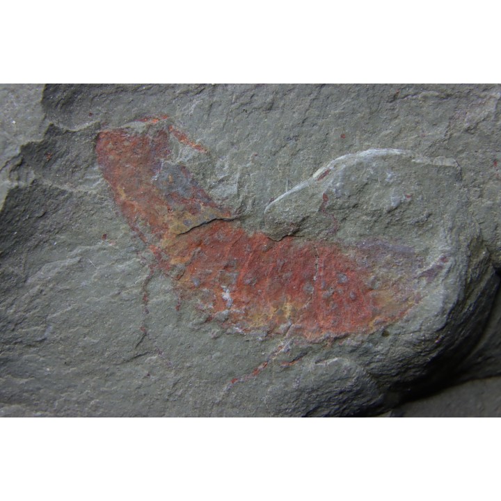 rare arthorpode Thelxiope sp.- fezouata - morocco