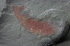 rare arthropode Thelxiope sp. - fezouata - Maroc