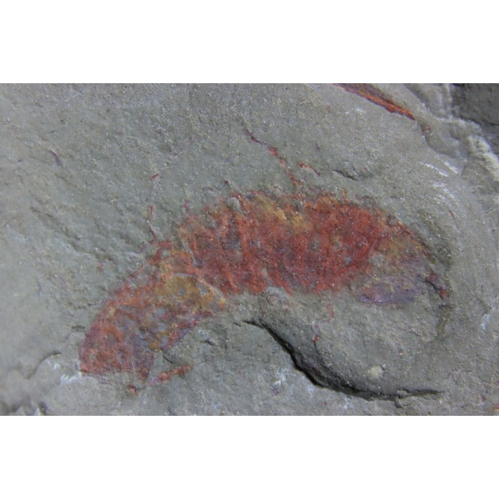 rare arthropode Thelxiope sp. - fezouata - Maroc