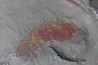 rare arthorpode Thelxiope sp.- fezouata - morocco