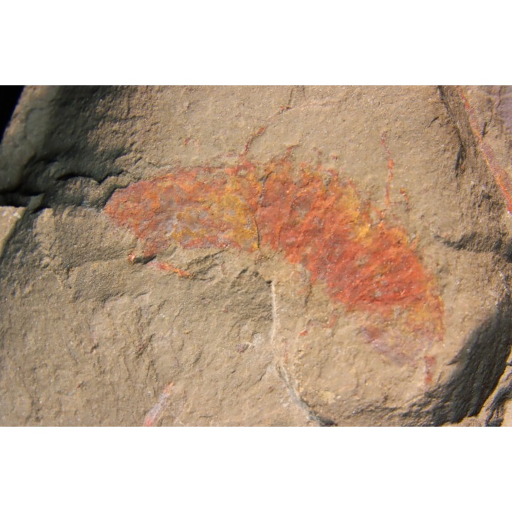 rare arthorpode Thelxiope sp.- fezouata - morocco