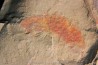 rare arthropode Thelxiope sp. - fezouata - Maroc
